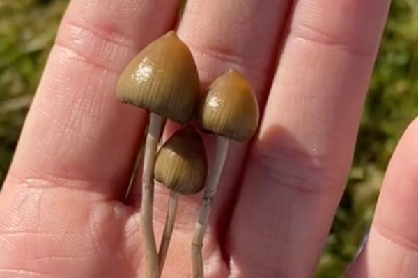 Using Magic Mushrooms and CBD for Optimal Health