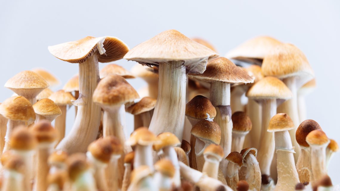 Magical Mushrooms as a medicine