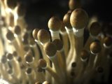 magic mushrooms montreal