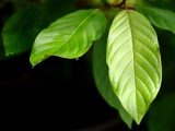 How Can You Experience the Full Range of Top Rated Kratom Benefits?