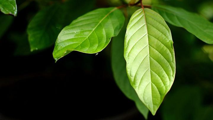 How Can You Experience the Full Range of Top Rated Kratom Benefits?